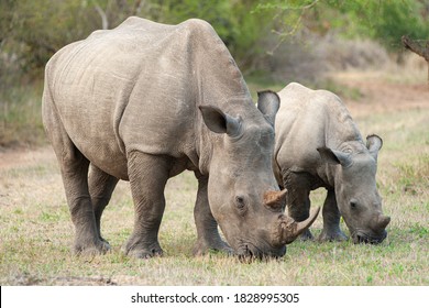 White Rhino cow and calf seen on a safari in South Africa - Shutterstock ID 1828995305