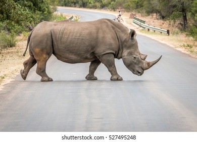 White Rhino Crossing The Road In The Kruger National Park, South Africa.