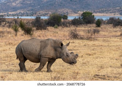 A white Rhino dehorned in South Africa - Shutterstock ID 2068778726