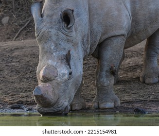 White Rhino Drinking Water From Kwa Maritane Hide In Pilanesberg National Park South Africa