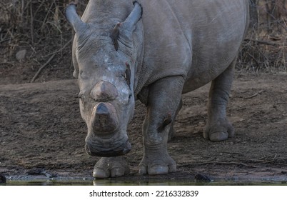 White Rhino Drinking Water From Kwa Maritane Hide In Pilanesberg National Park South Africa