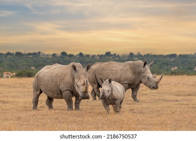 White rhino family during the sunset, square-lipped rhinoceros, Ceratotherium simum, Ol Pejeta Conservancy, Kenya, East Africa - Shutterstock ID 2186750537