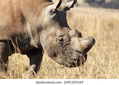 White rhino grazing in the dry winter grass. - Powered by Shutterstock