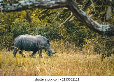 White rhino grazing in the grass at Ziwa National park, Safari in Uganda - Powered by Shutterstock