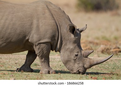 white rhino grazing on short green grass - Shutterstock ID 186866258