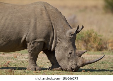 white rhino grazing on short green grass - Shutterstock ID 186866273