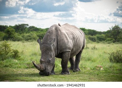 White Rhino Grazing Peacefully In Botswana