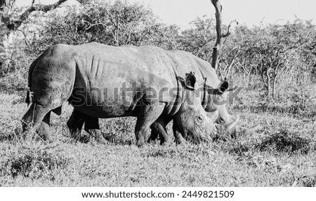 White Rhino grazing in Southern African savannah