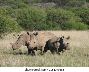 5,784 Rhino group Images, Stock Photos & Vectors | Shutterstock