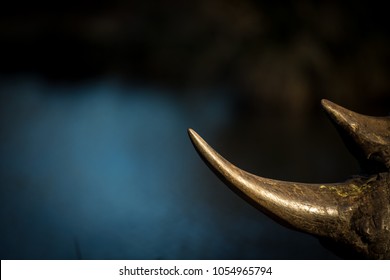 A White Rhino Horn Infront Of Water