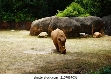 White Rhino Kiazi At The Atlanta Zoo.