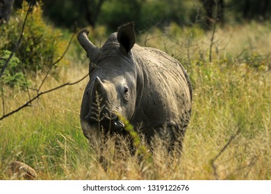 248 Matobo national park Images, Stock Photos & Vectors | Shutterstock