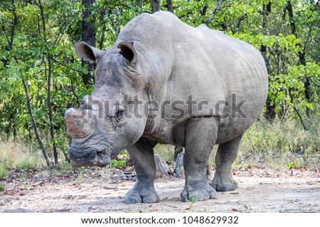 White rhino in Matobo National Park, Zimbabwe
