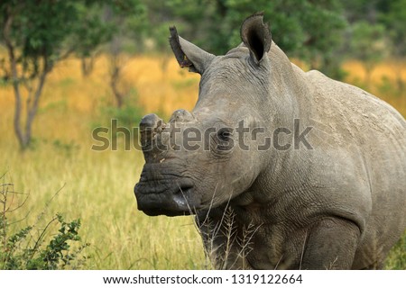 White rhino, Matobo National Park, Zimbabwe 