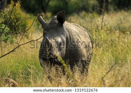 White rhino, Matobo National Park, Zimbabwe 