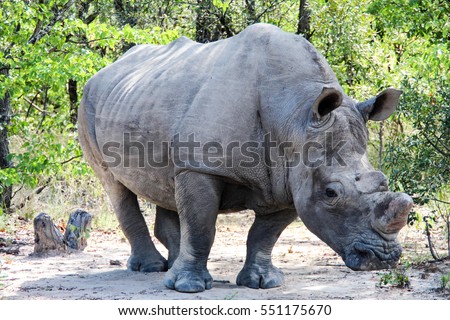 A white rhino in Matobo National Park, Zimbabwe