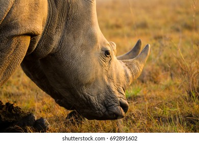 White Rhino At The Nairobi National Park
