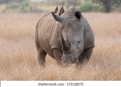 White Rhino with oxpeckers on it's back eating insects in Kruger National Park, South Africa