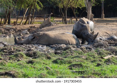 The White Rhino Play Mud Is Mammal And Wildlife In Garden 