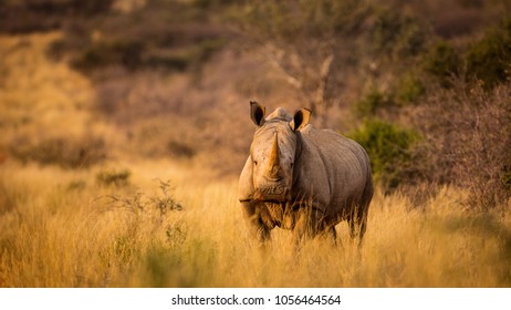 White Rhino Portrait