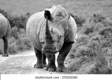A white rhino / rhinoceros about to charge, as he stands staring on a safari path in South Africa