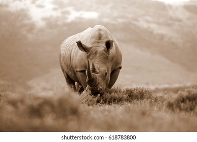 A white rhino / rhinoceros with big horns grazing in an open field in South Africa