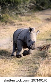 A white rhino / rhinoceros calf on the charge and having a run in this lovely portrait image. South Africa.