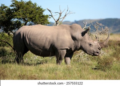 A white rhino / rhinoceros grazing in an open field in South Africa - Powered by Shutterstock