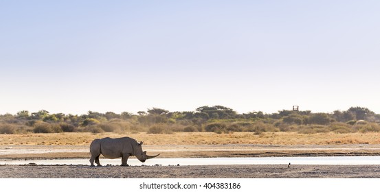 White Rhino Or Rhinoceros While On Safari In Botswana, Africa