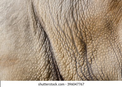 White Rhino Skin