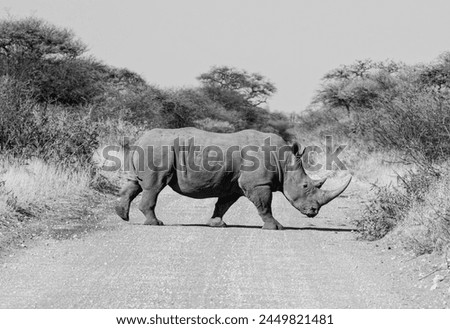 White Rhino in Southern African savannah
