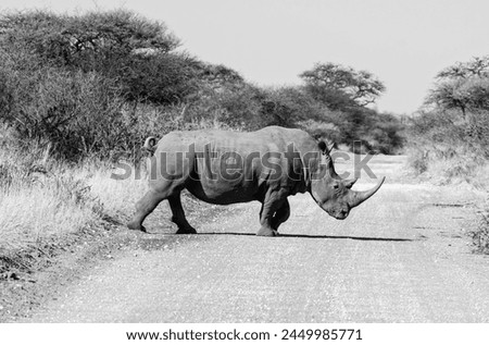 White Rhino in Southern African savannah
