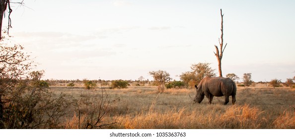 White Rhino At Sunset