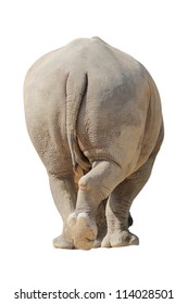 White Rhino Walk In Isolated