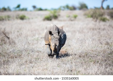 A white Rhino walking straight forward over the dry savannah.