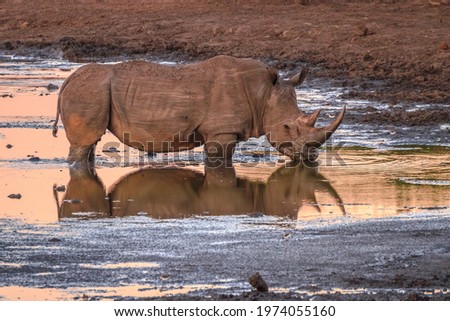 Similar – Black Rhino, Namibia