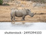 White rhino at the watering hole