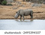 White rhino at the watering hole