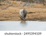 White rhino at the watering hole