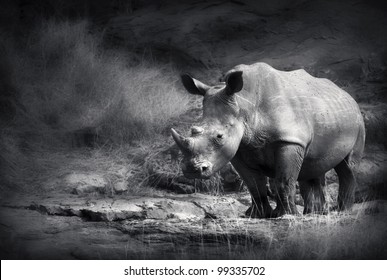 White Rhinoceros (Artistic processing)