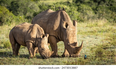 White rhinoceros with a calf (Ceratotherium simum), Shamwari Private Game Reserve, South Africa. - Powered by Shutterstock