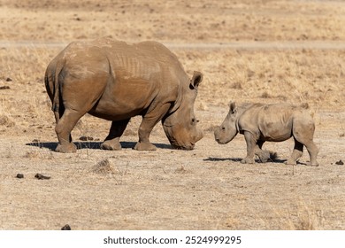 White rhinoceros calf with her mother