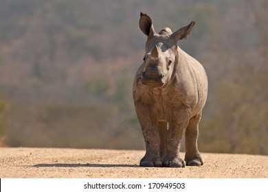 A White Rhinoceros calf in Kruger National Park, South Africa
