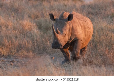 White Rhinoceros, Ceratotherium Simum