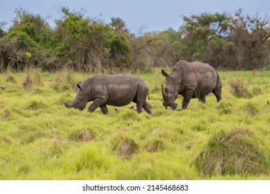 White rhinoceros (Ceratotherium simum) with calf in natural habitat, South Africa - Shutterstock ID 2145468683