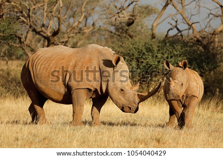 White rhinoceros (Ceratotherium simum) with calf in natural habitat, South Africa
