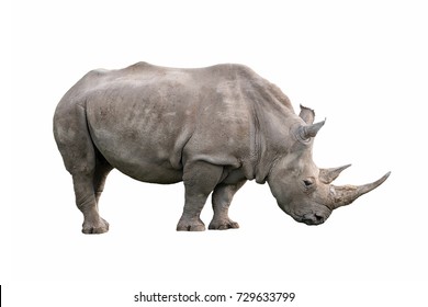 34,910 African rhino Stock Photos, Images & Photography | Shutterstock