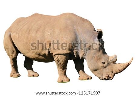 A white rhinoceros (Ceratotherium simum) isolated on a pure white background