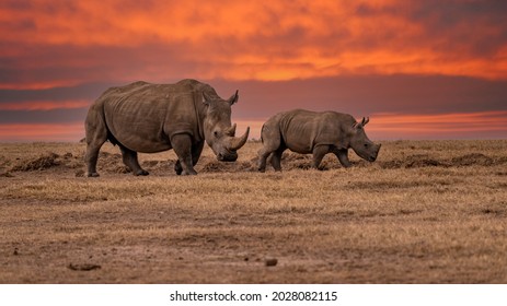 White Rhinoceros Ceratotherium simum Square-lipped Rhinoceros at Khama Rhino Sanctuary Kenya Africa. - Shutterstock ID 2028082115