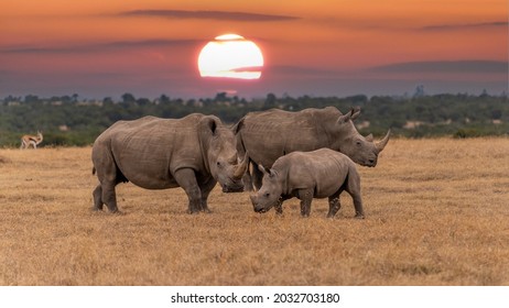 Rinocerontes blancos Ceratotherium simum Rinocerontes de labio cuadrado en el santuario del rinoceronte de Khama Kenia África.puesta del sol